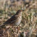 Singdrossel (Turdus philomelos)