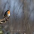 Rotkehlchen (Erithacus rubecula)