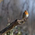 Rotkehlchen (Erithacus rubecula)