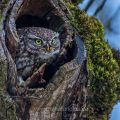 Steinkauz (Athene noctua) an seiner Höhle