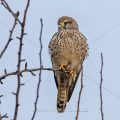 Turmfalke (Falco tinnunculus) Weibchen