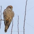 Turmfalke (Falco tinnunculus) Weibchen