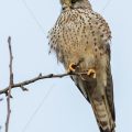 Turmfalke (Falco tinnunculus) Weibchen