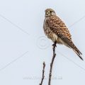 Turmfalke (Falco tinnunculus) Weibchen