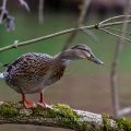 Stockente (Anas platyrhynchos) Weibchen