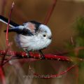Schwanzmeise (Aegithalos caudatus)