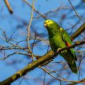 Gelbkopfamazone (Amazona oratrix)