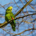 Gelbkopfamazone (Amazona oratrix)