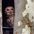 Waldkauz (Strix aluco)