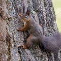 Eichhörnchen (Sciurus vulgaris)