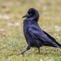 Rabenkrähe (Corvus corone)