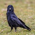 Rabenkrähe (Corvus corone)