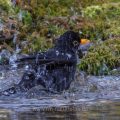 Amsel (Turdus merula) Männchen