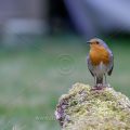 Rotkehlchen (Erithacus rubecula)