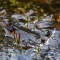 Grasfrösche (Rana temporaria) am Laichplatz