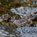 Grasfrösche (Rana temporaria) am Laichplatz