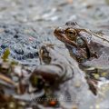 Grasfrösche (Rana temporaria) am Laichplatz