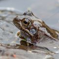 Grasfrosch (Rana temporaria)