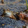 Grasfrösche (Rana temporaria) am Laichplatz