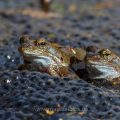 Grasfrösche (Rana temporaria) am Laichplatz