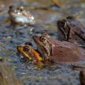 Grasfrösche (Rana temporaria) am Laichplatz