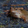 Grasfrosch (Rana temporaria)