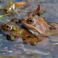 Grasfrösche (Rana temporaria) am Laichplatz