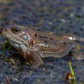 Grasfrosch (Rana temporaria)