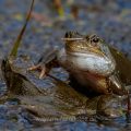 Grasfrosch (Rana temporaria)