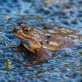 Grasfrosch (Rana temporaria)