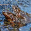 Grasfrösche (Rana temporaria) am Laichplatz