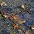 Grasfrösche (Rana temporaria) am Laichplatz