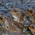Grasfrösche (Rana temporaria) am Laichplatz