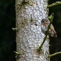 Sperlingskauz (Glaucidium passerinum)