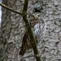 Sperlingskauz (Glaucidium passerinum)
