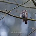Sperlingskauz (Glaucidium passerinum)