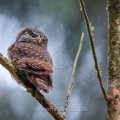 Sperlingskauz (Glaucidium passerinum)