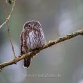 Sperlingskauz (Glaucidium passerinum)
