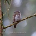 Sperlingskauz (Glaucidium passerinum)