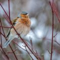 Buchfink (Fringilla coelebs) Männchen