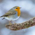 Rotkehlchen (Erithacus rubecula)
