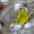 Grünfink (Carduelis chloris) Männchen