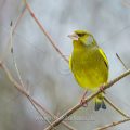 Grünfink (Carduelis chloris) Männchen