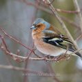 Buchfink (Fringilla coelebs) Männchen