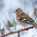 Buchfink (Fringilla coelebs) Männchen