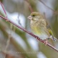 Grünfink (Carduelis chloris) Weibchen