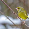 Grünfink (Carduelis chloris) Männchen