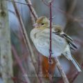 Buchfink (Fringilla coelebs) Weibchen