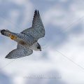 Wanderfalke (Falco peregrinus)