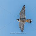 Wanderfalke (Falco peregrinus)